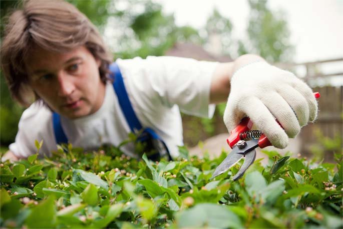 Garden professional